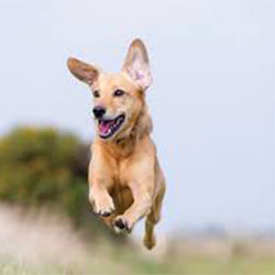 Eliminating Problem Dog Behaviors – Jumping And Roaming